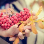 Žižole: A Forgotten Superfruit Making a Comeback