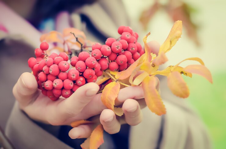 Žižole: A Forgotten Superfruit Making a Comeback