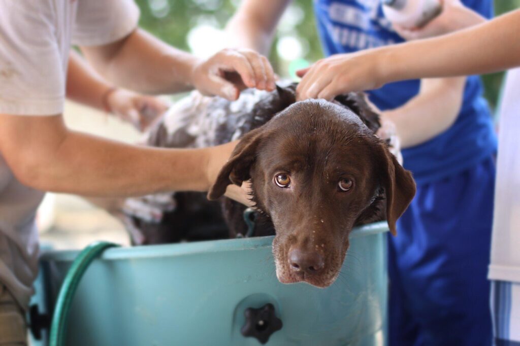 4 Benefits of Dog Board and Train Services for Your Pet