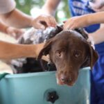 4 Benefits of Dog Board and Train Services for Your Pet
