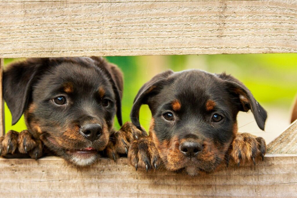 Understanding the Benefits of Pet Population Control