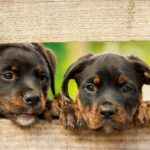 Understanding the Benefits of Pet Population Control