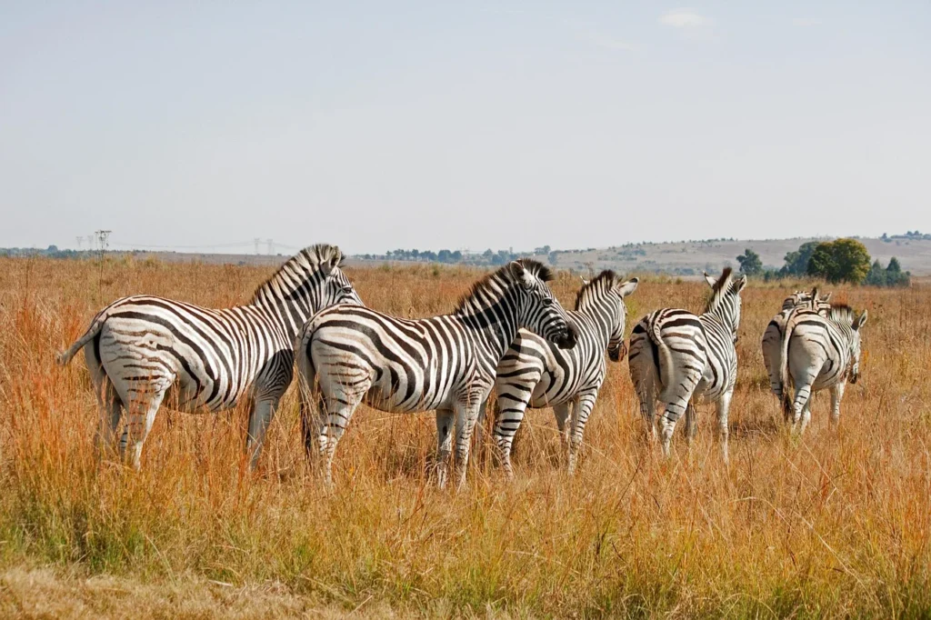 Best Time to Visit Tanzania: A Month-by-Month Safari & Travel Guide