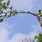 Why Professional Tree Service Makes Your Property More Valuable