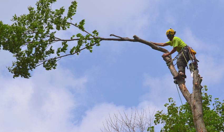 Why Professional Tree Service Makes Your Property More Valuable