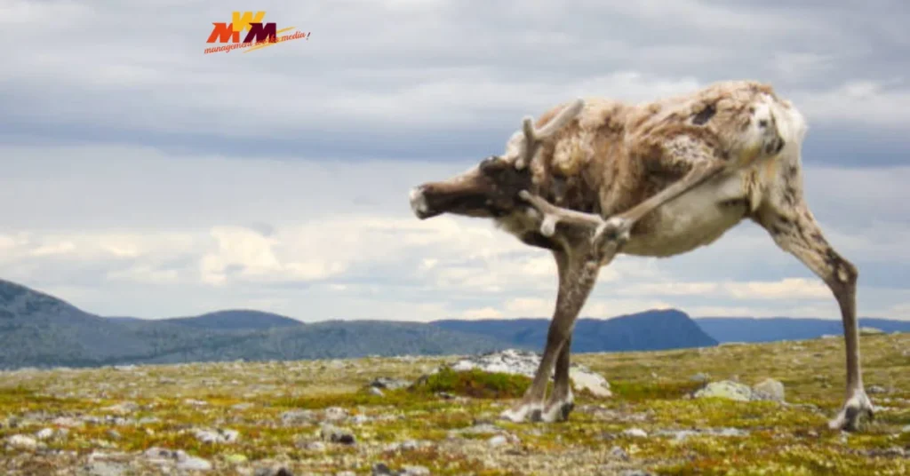 Viltnemnda: Norway’s Silent Guardian of Wildlife and Natural Balance