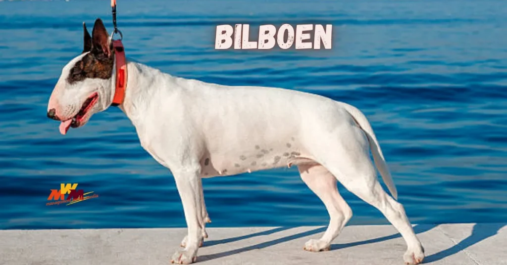Bilboen