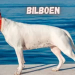 Bilboen Spotlight: The Rising Star of Dog Breeds You Need to Know
