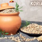 Koriandri: The Versatile Herb and Spice Rooted in Global Traditions