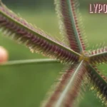 LypoSingrass: Natural Fat-Burning Power for Weight Control and Metabolic Health
