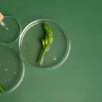 How Natural Plant-Based Extracts Are Changing Daily Wellness Routines?