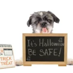 Is Your Pet Having Tummy Trouble? Signs and Solutions