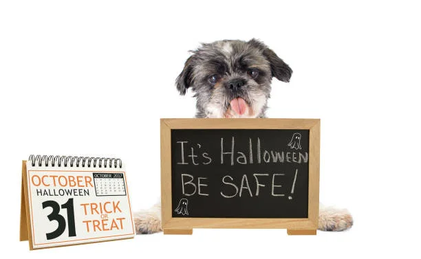 Is Your Pet Having Tummy Trouble? Signs and Solutions