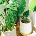 A Beginner’s Guide to Leafy Companions at Home