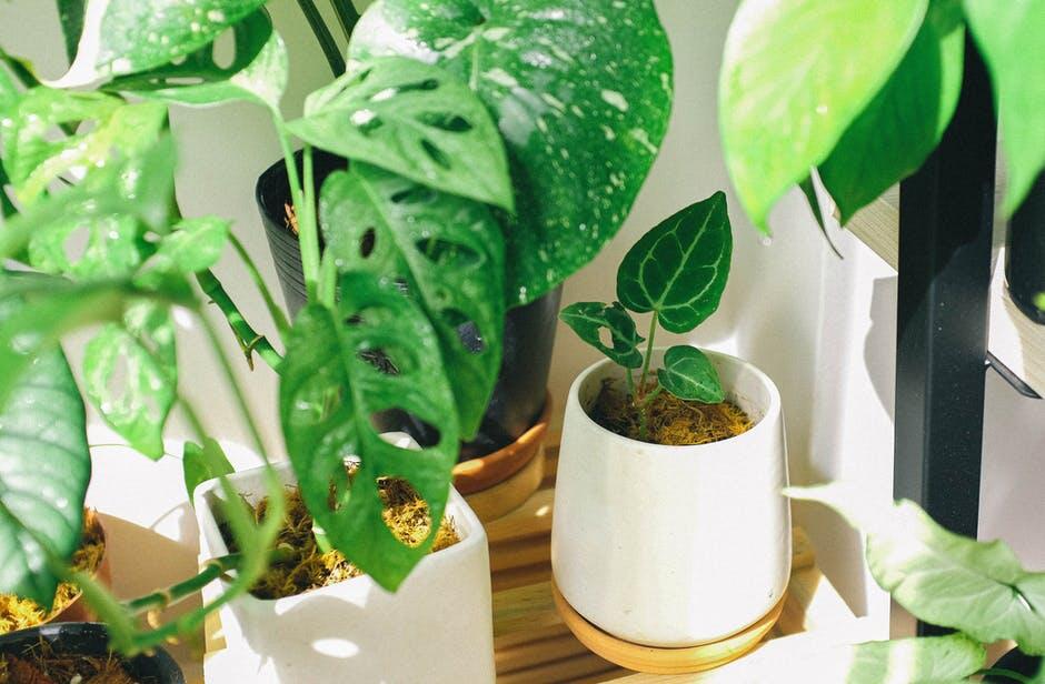 A Beginner's Guide to Leafy Companions at Home