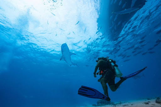 Dive into Paradise: The Ultimate Guide to Maldives Diving