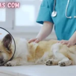 pet5ardas com Review: The Digital Hub Every Pet Lover Should Know