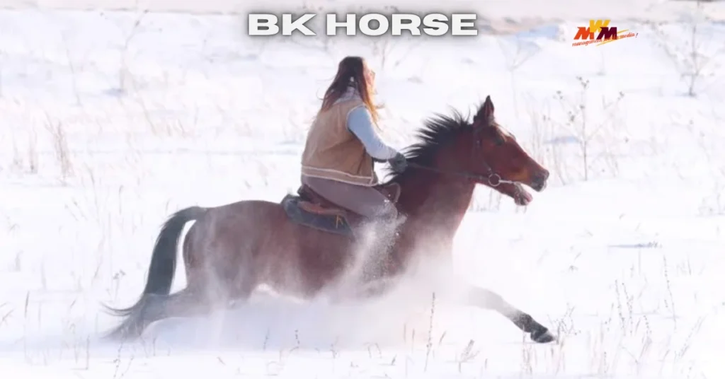 Bk Horse: Transforming Horse Training with Individualized Care and Insight