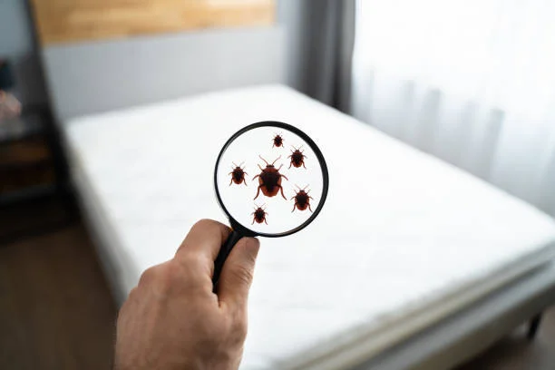 Bed Bugs Control