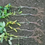 Fusarium Root Rot in Soybeans: Causes, Symptoms, and Effective Biological Control with Trichoderma harzianum