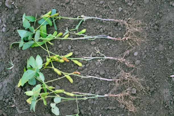 Fusarium Root Rot in Soybeans