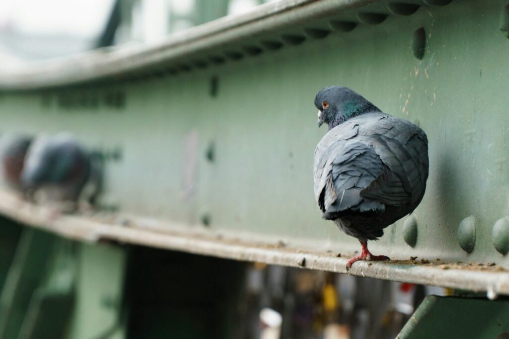 Trusted Pest Control Services to Prevent Pigeon Infestations