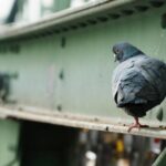Trusted Pest Control Services to Prevent Pigeon Infestations