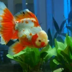 The Exquisite Beauty and Care Guide for Butterfly Telescope Goldfish