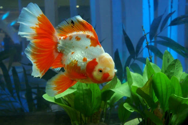 Butterfly Telescope Goldfish