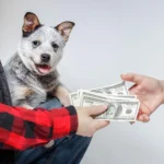 How Much Does It Cost to Buy a Puppy?