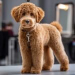 Doodle Grooming Trends 2025: What Styles, Cuts & Coats Are In