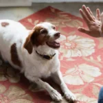 How to Help a Reactive Dog Respond Calmly Around Distractions