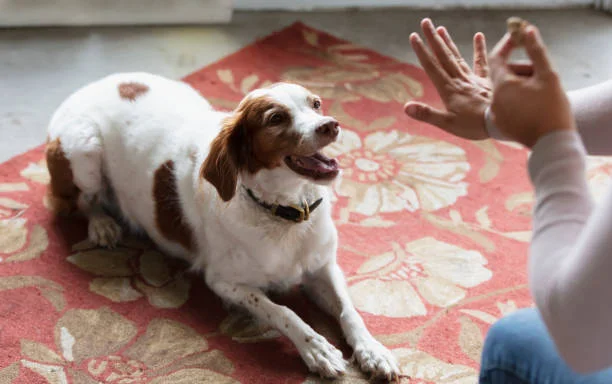 Reactive Dog Respond