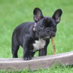 Dog Board and Training Programs: What to Expect