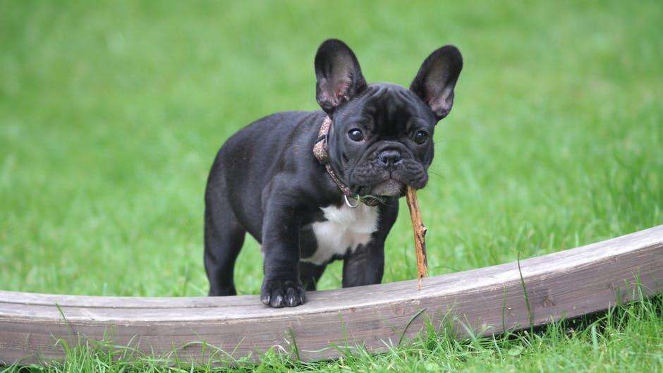 Dog Board and Training Programs: What to Expect