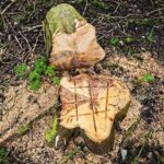 Reliable Professional Stump Grinding and Removal Services