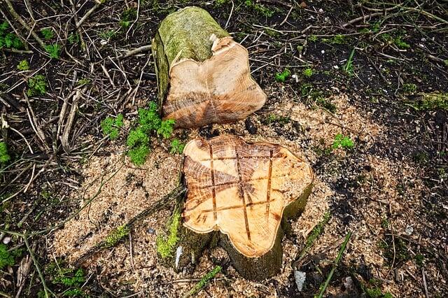 Reliable Professional Stump Grinding and Removal Services
