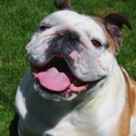 Choosing the Right Bulldog: What to Consider Before Adoption