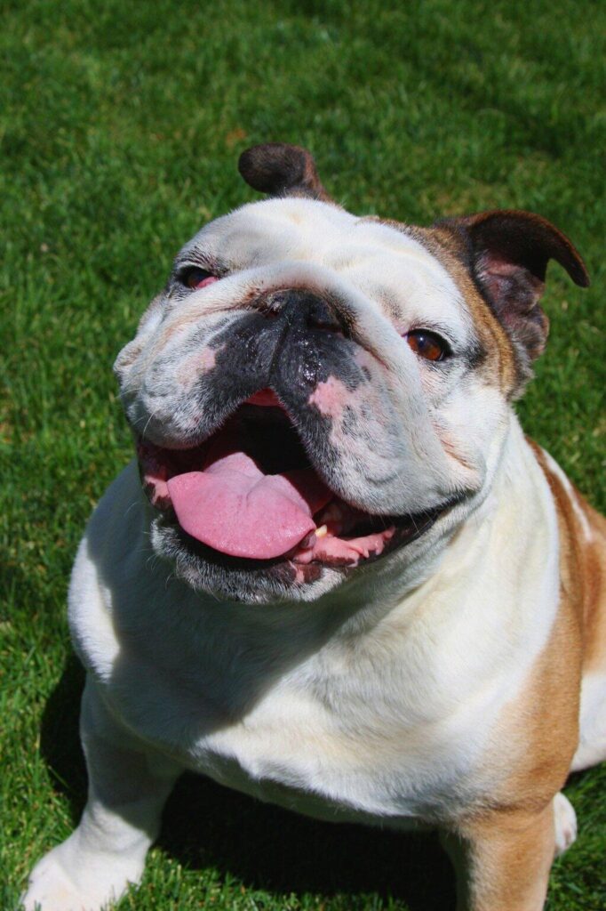 Choosing the Right Bulldog: What to Consider Before Adoption
