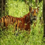 From Jungles to Kingdoms: Nepal’s Wild and Sacred Trails