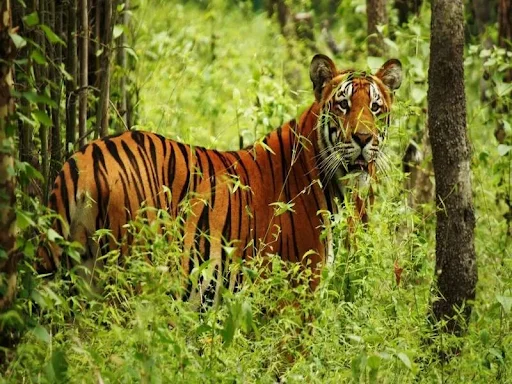 From Jungles to Kingdoms