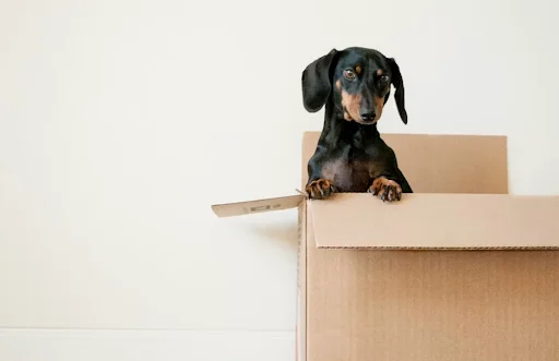 The Minimalist’s Guide to Packing Up your Home for a Move