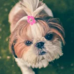 Health Benefits Of Getting Your Puppy Groomed