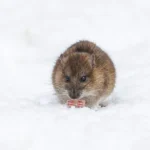 Rat Exterminator Vancouver Expert Solutions for Effective Pest Control