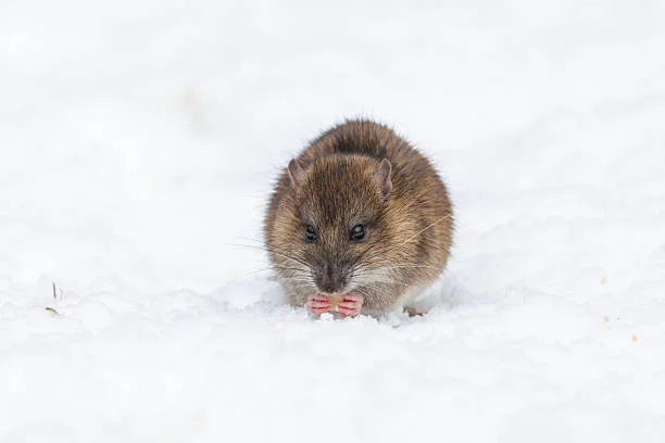 Rat Exterminator Vancouver