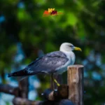 Seagol Mbua: Tracing the Foundations of a Remarkable Life Journey