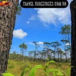 Travel Threetrees Com VN: A Deep Dive into Nature-Focused Journeys and Wellness Benefits