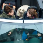 Transporting Animals in Taxis: How Does Zootaxi Differ from Regular Taxis? For Whom and When Might You Need Such a Service?