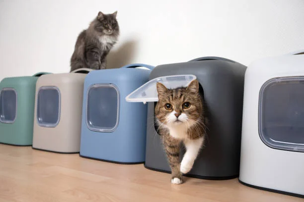 litter box cats