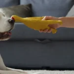 When Toy Sensory Triggers Confuse Dogs and Increase the Risk of Bite Incidents
